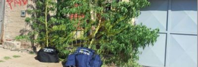 Encuentran plantas de Cannabis de casi 4 metros de altura en barrio 13 de Enero