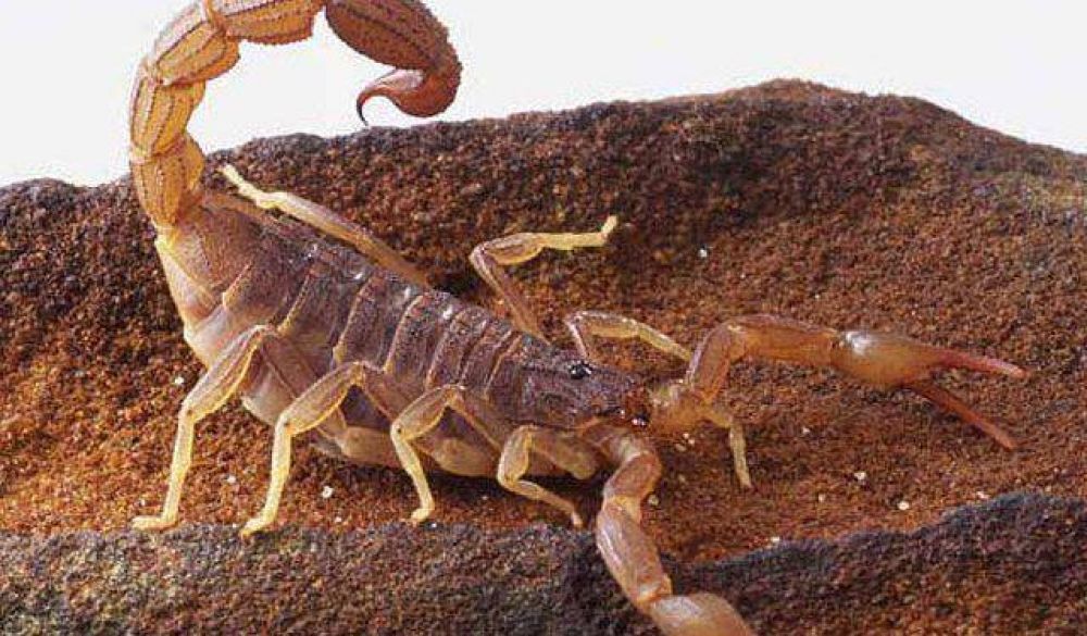 Por la cantidad de alacranes, fumigar�n la Villa Santo Domingo en Rawson