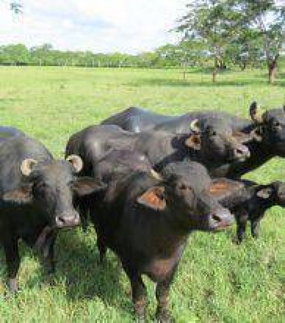 El gobierno promueve la producci�n de carne bovina y de b�falos
