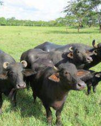 El gobierno promueve la producci�n de carne bovina y de b�falos
