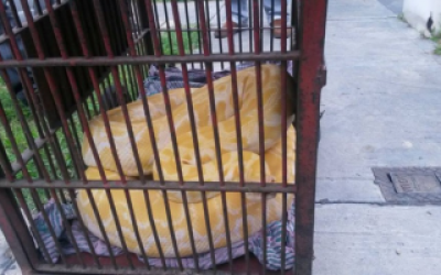Una pit�n de m�s de 3 metros viv�a con una familia en Pablo Podest�