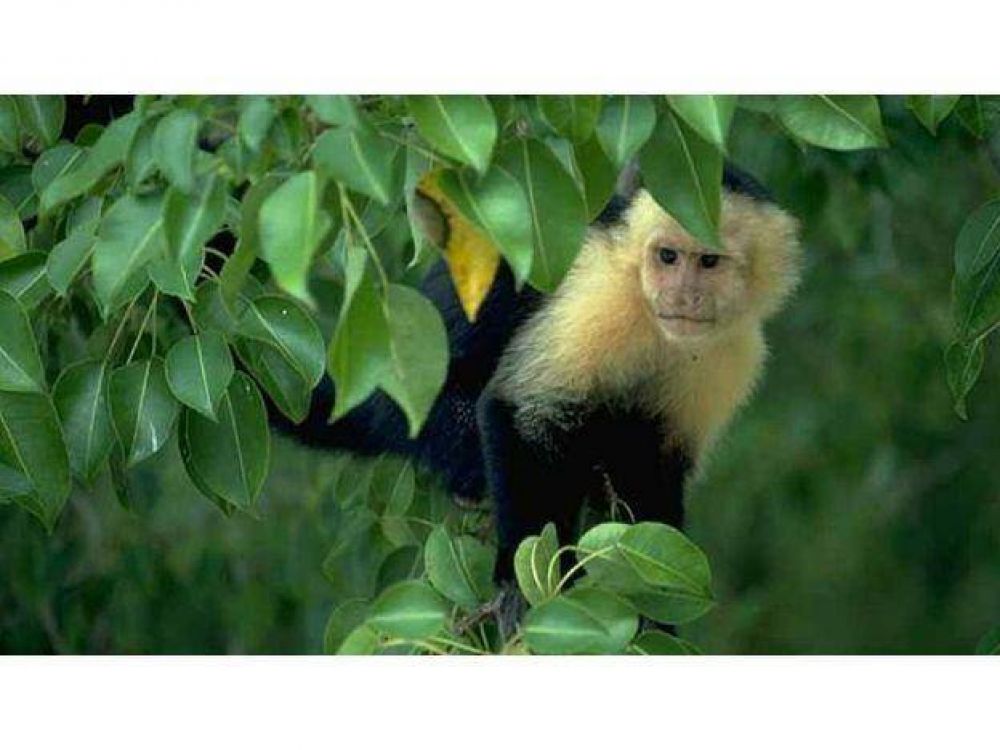 Buscan un mono en el parque y negaron que se haya escapado del Zoo