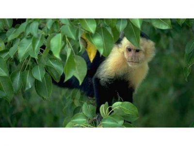 Buscan un mono en el parque y negaron que se haya escapado del Zoo