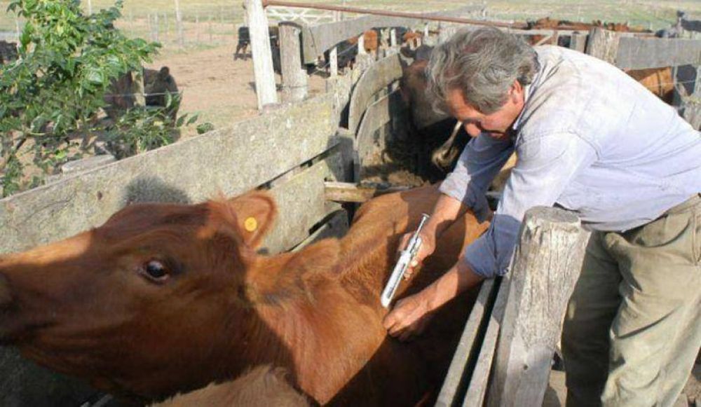 El sur se consolida como el principal productor bovino de la provincia