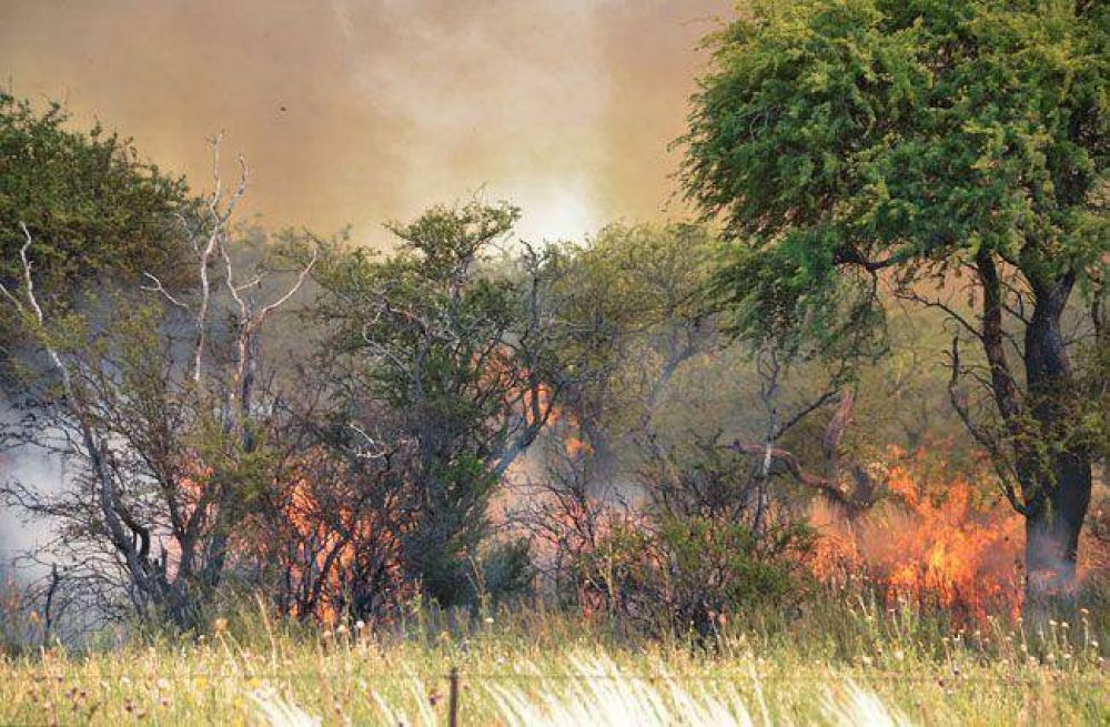 Incendio en el sur: ardieron 37 mil hect�reas