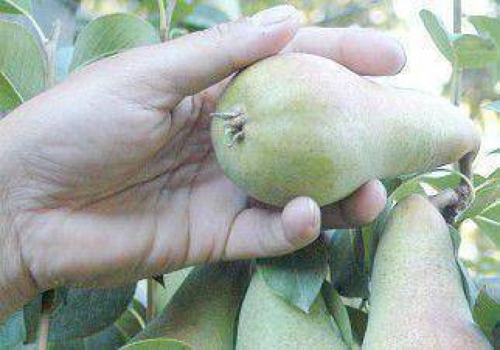 La Naci�n mejor� su oferta para que se levante la pera 