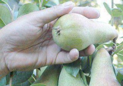 La Naci�n mejor� su oferta para que se levante la pera 