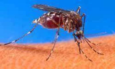 Intensifican las acciones de prevenci�n relativas al dengue y Chikungunya 