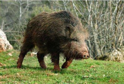 Un peligroso jabal� atac� a un santiague�o y lo hiri�
