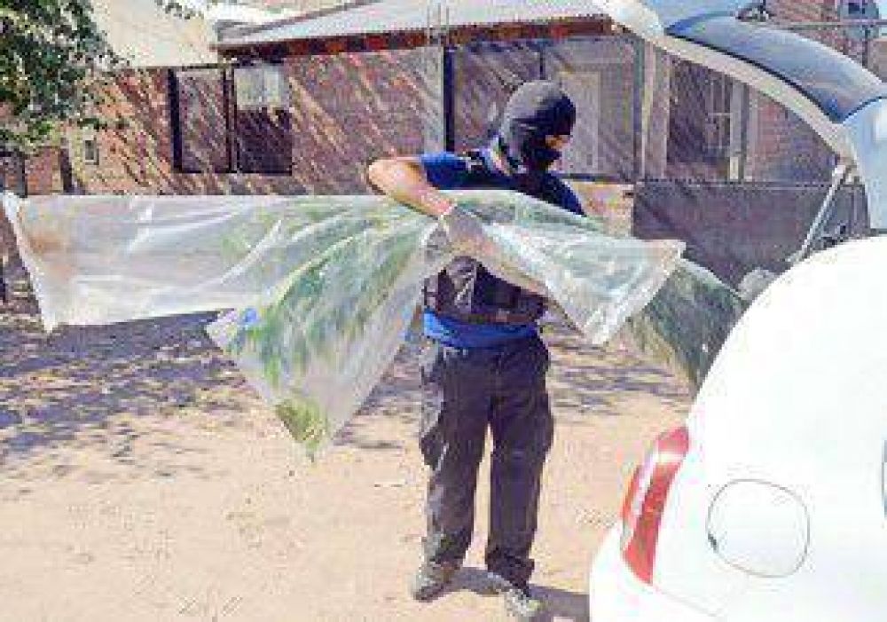 Fueron contra dos bandas y salieron con marihuana 