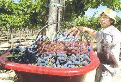 Defienden pol�ticas de asistencia al sector vit�cola