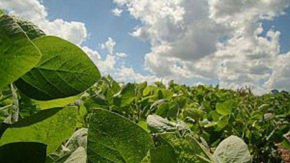 La Sociedad Rural Tucum�n se opone a la restricci�n de pr�stamos a sojeros