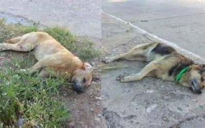 Bah�a Blanca: Preocupaci�n por la aparici�n de perros muertos