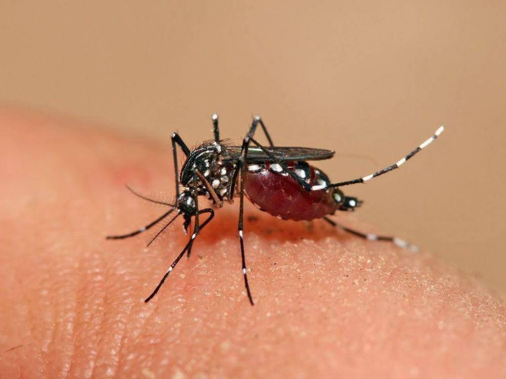 Claves para evitar el contagio de dengue