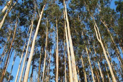 Un trabajador muri� aplastado por un �rbol de 30 metros de altura