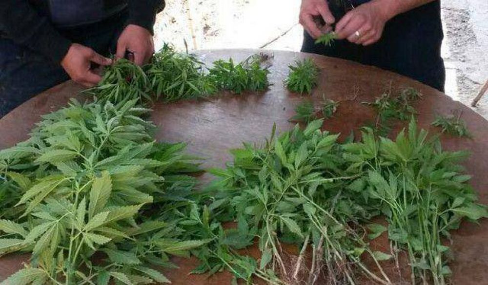 Encuentran plantacin de marihuana en un descampado de Albardn