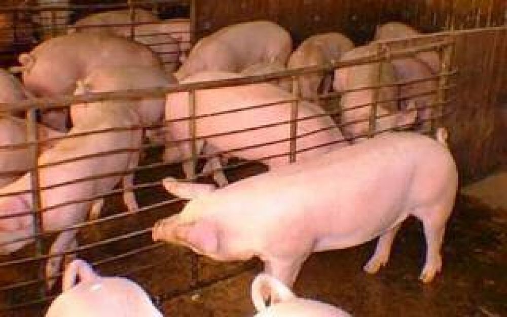Alerta por triquinosis: Confirman 50 casos en Pehuaj�
