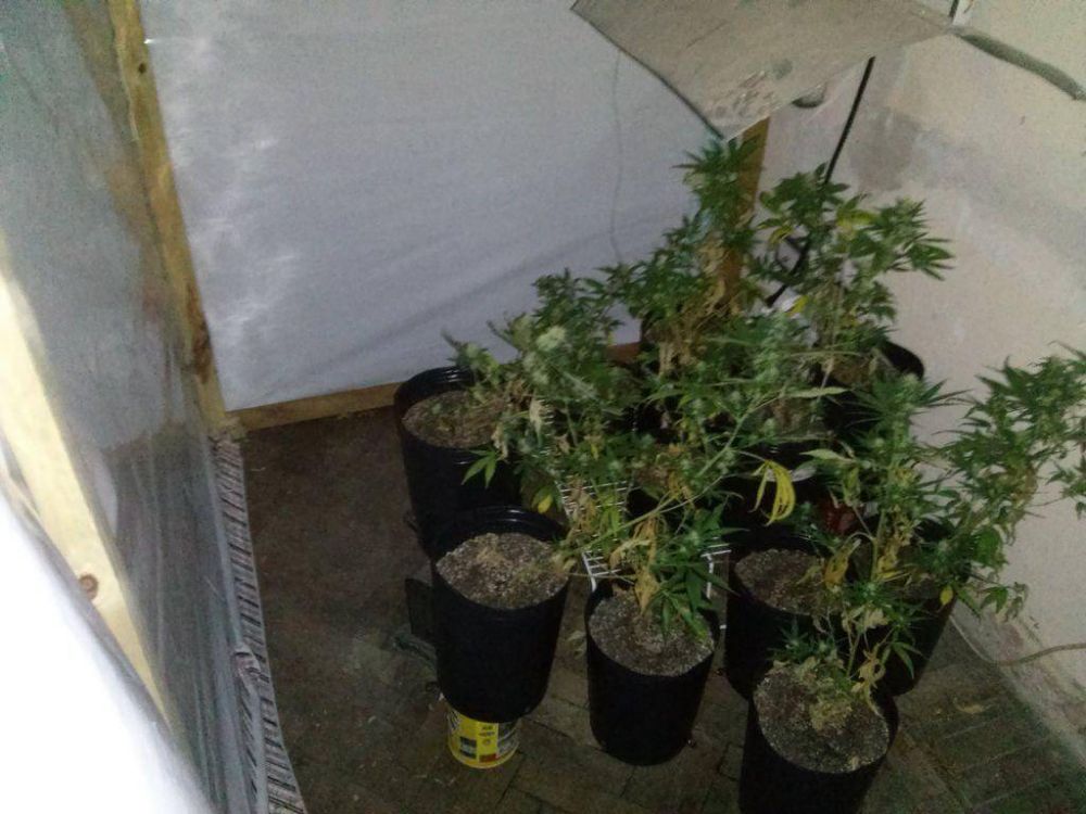 Lo delat� el celular y lo aprehendieron con una plantaci�n de marihuana