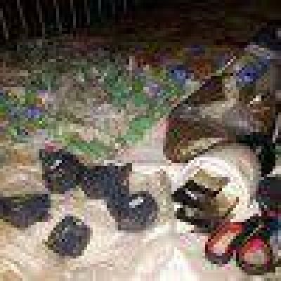 Cuatro detenidos por droga en Necochea 