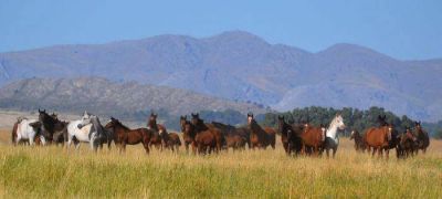 Haras Melipal invita a su 5� remate de productos Sangre Pura de Carrera