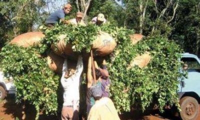 Se reconoce que pese al laudo, no se paga el precio acordado de yerba