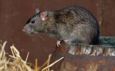 Alerta por Hantavirus en localidades bonaerenses