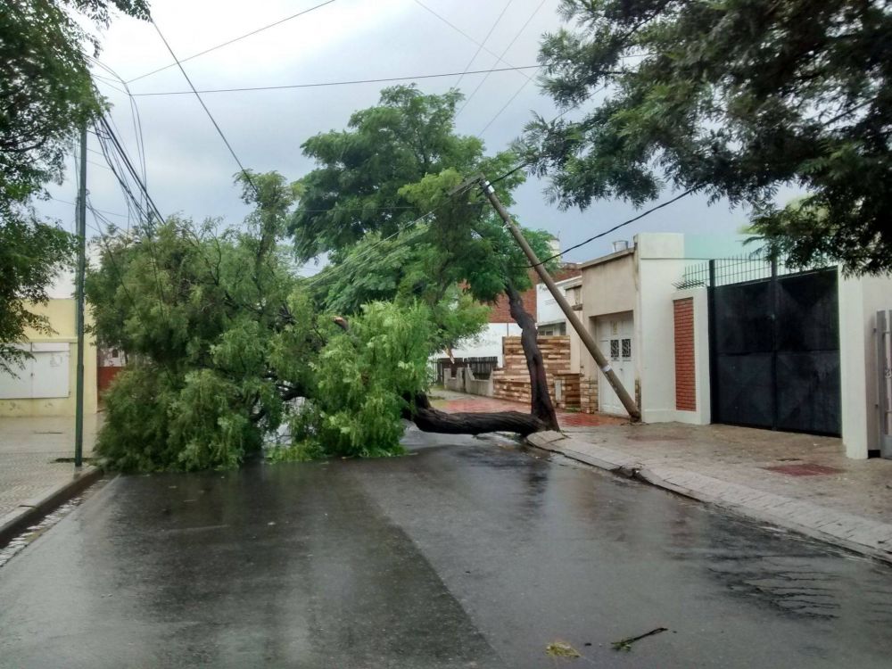 El temporal dej� varios �rboles ca�dos y problemas de gas y electricidad