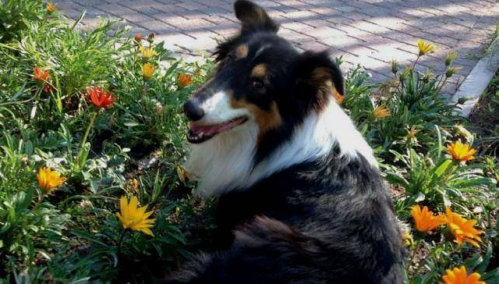 Muri Batuque, el perro del gobernador Jos Manuel de la Sota
