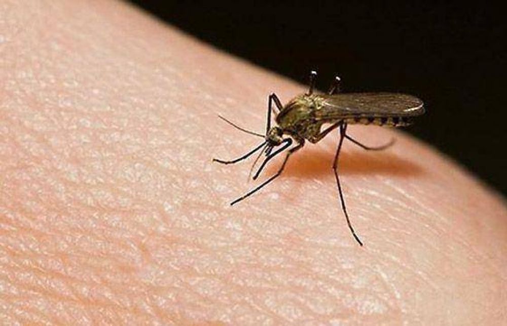 Solicitan a la poblaci�n reforzar la prevenci�n del Dengue y Fiebre Chikungunya 