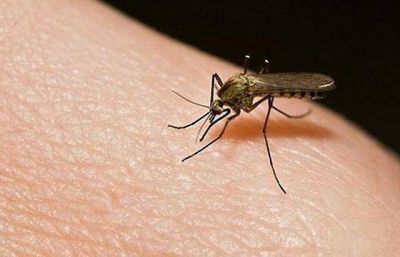 Solicitan a la poblaci�n reforzar la prevenci�n del Dengue y Fiebre Chikungunya 