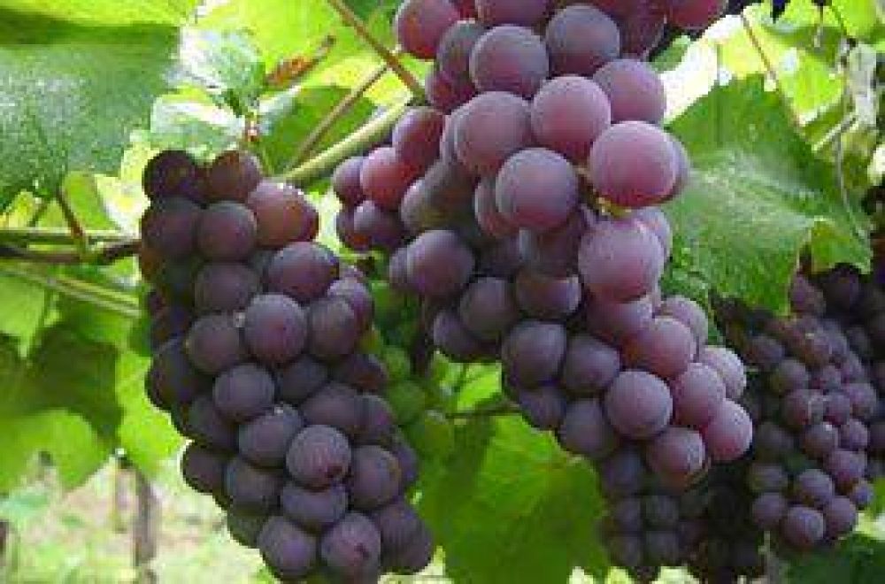 Los productores y la industria vitivin�cola reclaman respuestas urgentes	