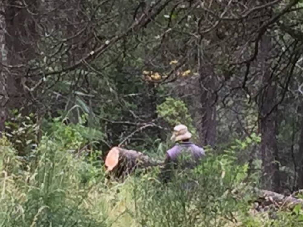 Vecinos buscan frenar tala de cipreses en el barrio Pinar de Festa