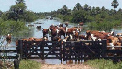 Vara: las p�rdidas de los productores ser�an de 200 millones de pesos
