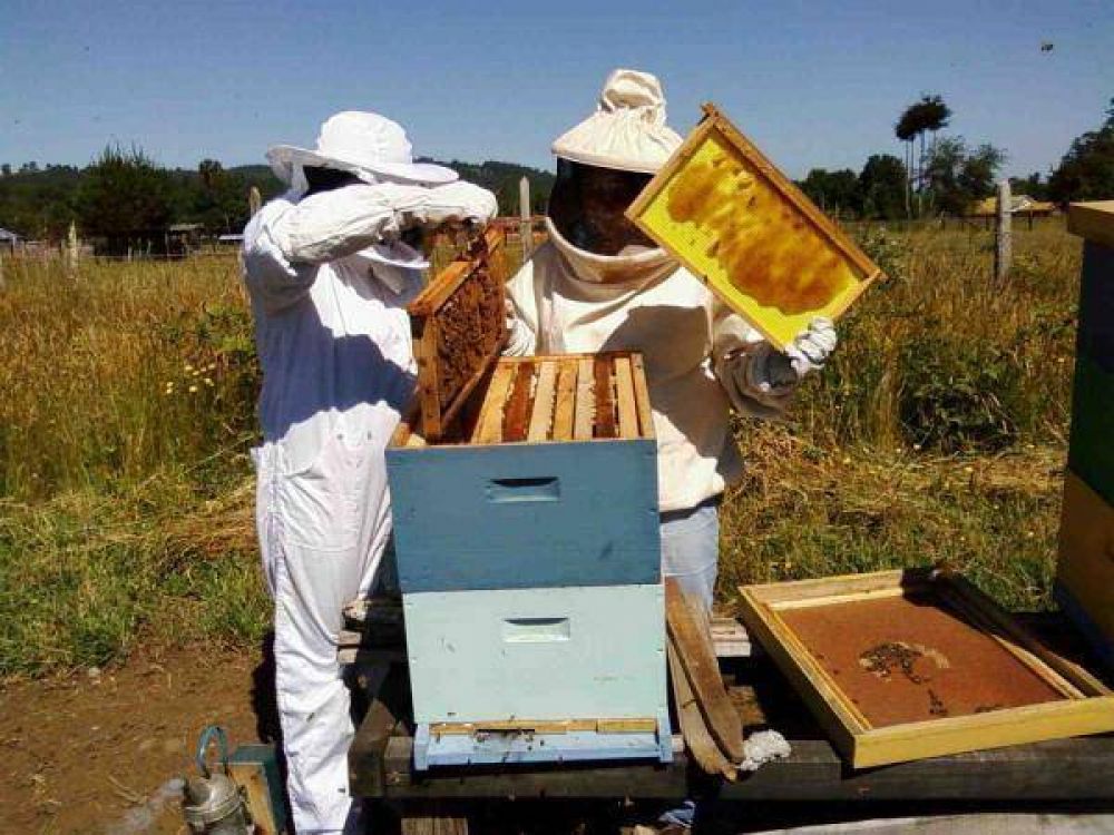 CAPACITACI�N A PRODUCTORES AP�COLAS