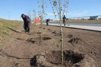 Se realizan trabajos de forestaci�n en el paseo sobre avenida San Mart�n