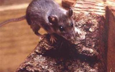 La Plata: Hombre falleci� por hantavirus