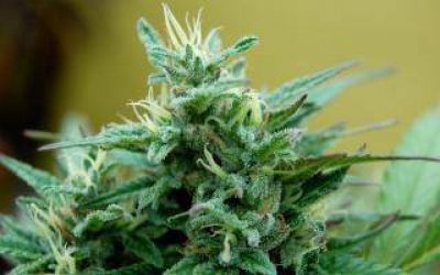 Secuestran centenar de plantas de marihuana en Ver�nica