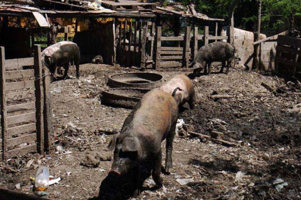 Triquinosis: alerta por un brote detectado en Buenos Aires