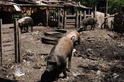 Triquinosis: alerta por un brote detectado en Buenos Aires