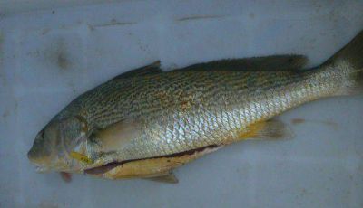 Un tresarroyense, arriba con una corvina rubia de 2,600