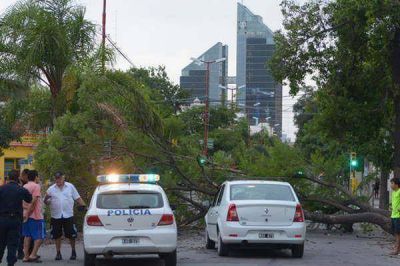 El viento derrib� un �rbol que aplast� un autom�vil y sus ocupantes salieron ilesos