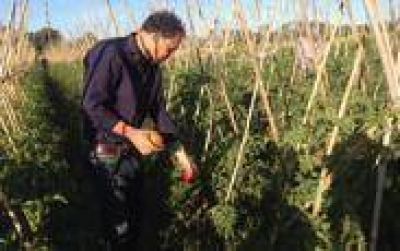 Fiesta del Tomate Platense: Se realiz� la 11� Edici�n