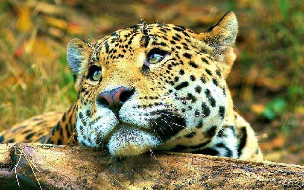 Para el 84% de los misioneros la extinci�n del yaguaret� ser�a un hecho grave o muy grave