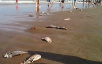 La Costa: Aparecen peces muertos a orilla del mar