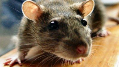 Internaron a un pescador afectado por leptospirosis