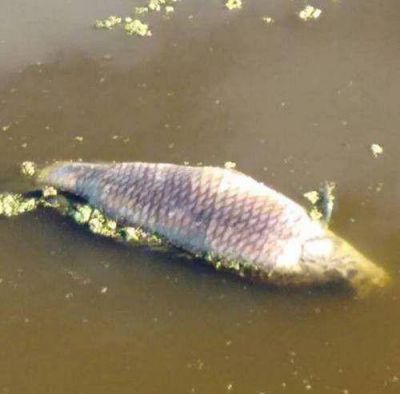 Encuentran peces y aves muertas en laguna de General Baldissera