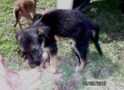 Indignaci�n en protectores de animales por un nuevo ataque a cachorros en La Punta