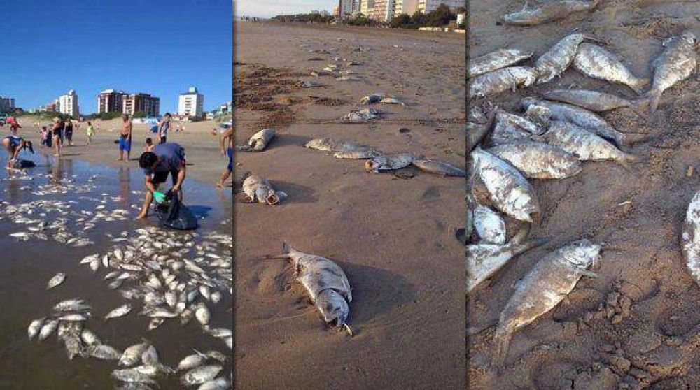 Preocupaci�n en la Costa Atl�ntica por la aparici�n de peces muertos