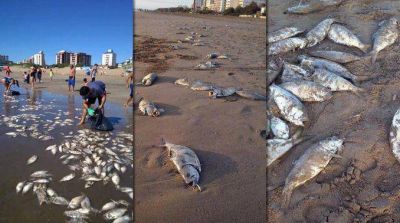 Preocupaci�n en la Costa Atl�ntica por la aparici�n de peces muertos