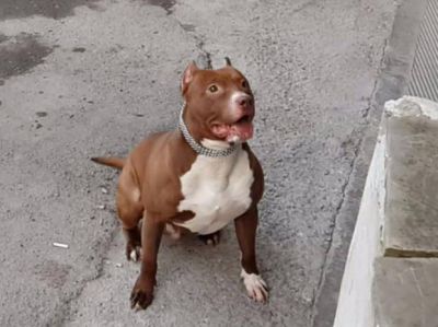 Un hombre sufri� un ataque de epilepsia y fue atacado por un perro pitbull en la zona sur